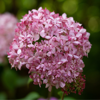 Hydrangea arborescens Pink Annabelle