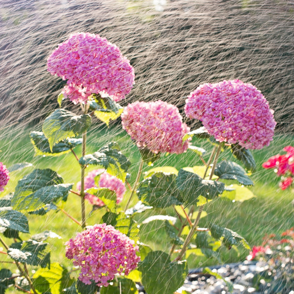 Hydrangea arborescens Pink Annabelle - Image 1