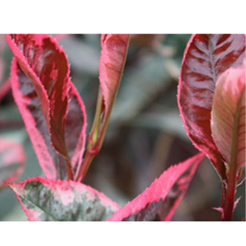 Photinia Louise McLarlou