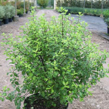 Pittosporum tenuifolium Abbotsbury Gold