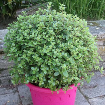 Pittosporum tenuifolium Golf Ball