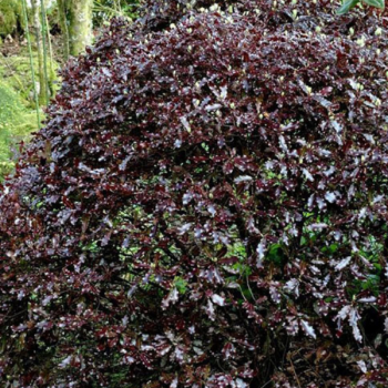 Pittosporum tenuifolium Purpureum