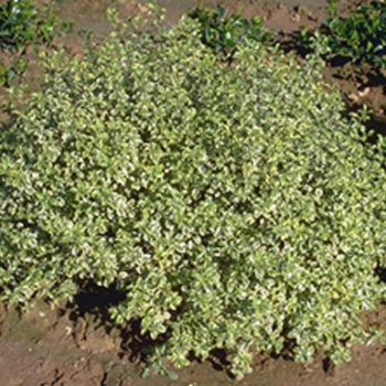 Pittosporum tenuifolium Variegatum