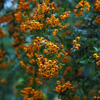 Buisson Ardent Saphyr Jaune - Image 3