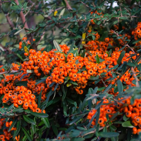 Buisson Ardent Saphyr Orange