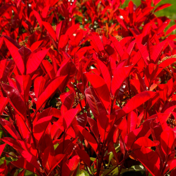 Photinia Magical Volcano