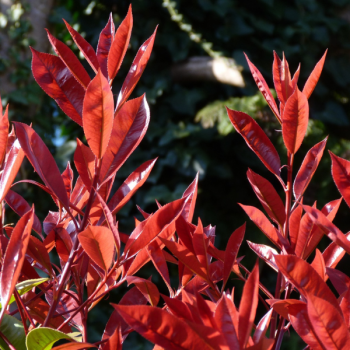 Photinia Carré Rouge