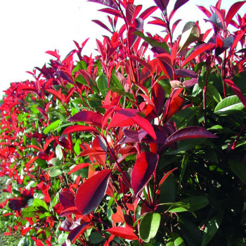 Photinia Red Robin