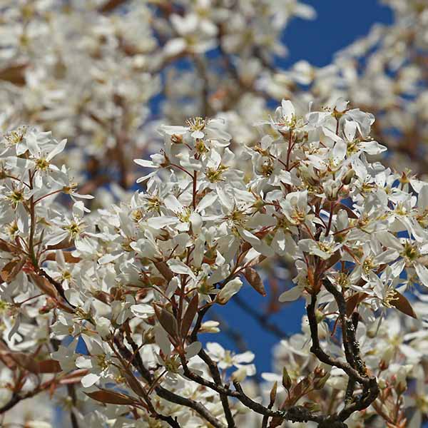 Amelanchier canadensis