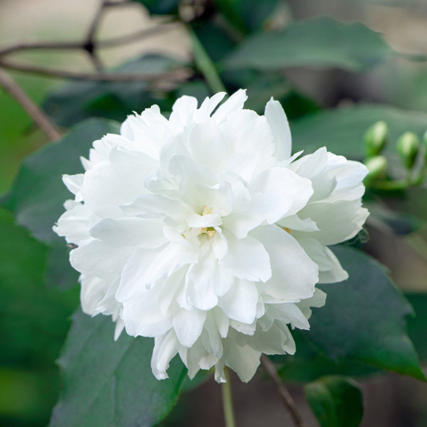 Seringat - Philadelphus Minnesota Snowflake