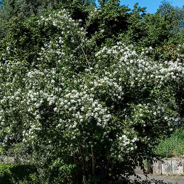 Seringat - Philadelphus Minnesota Snowflake