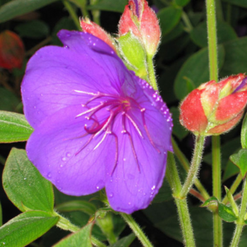 Tibouchina semidecandra