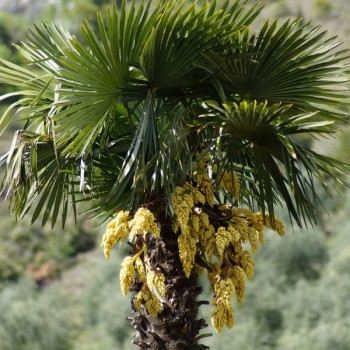 Palmiers