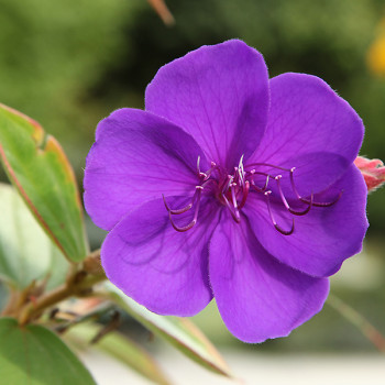 Tibouchina semidecandra