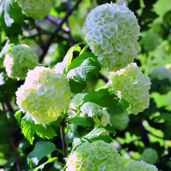 Viorne Boule de Neige