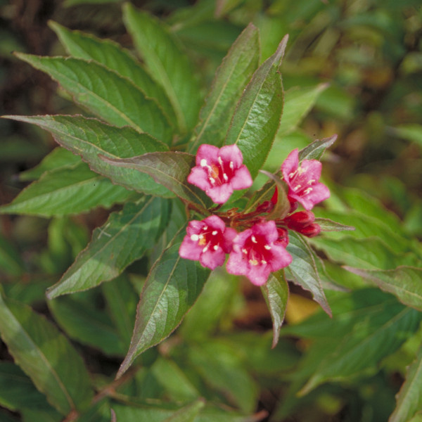 Weigelia Bristol Ruby