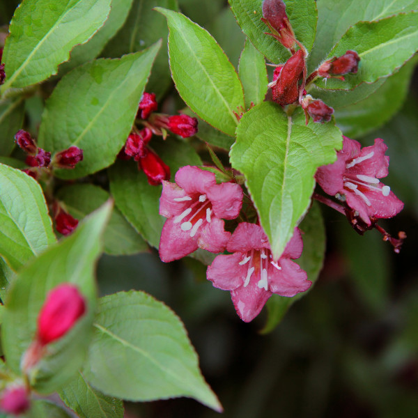 Weigelia Bristol Ruby