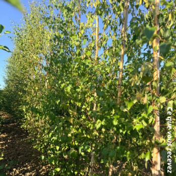 Miniature #1 slider - Bouleau Blanc - Betula verrucosa