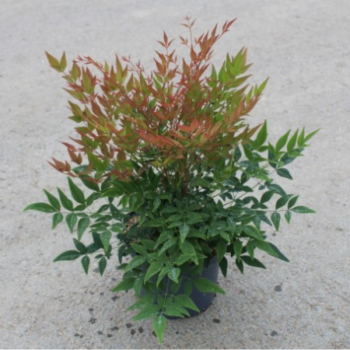 Bambou sacré - Nandina domestica Gulfstream