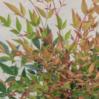 Miniature #1 slider - Bambou sacré - Nandina domestica Gulfstream