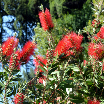 Plantes mediterranéennes