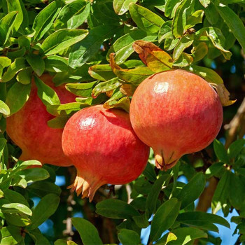 Miniature slider - Grenadier à fruits - Punica granatum Early