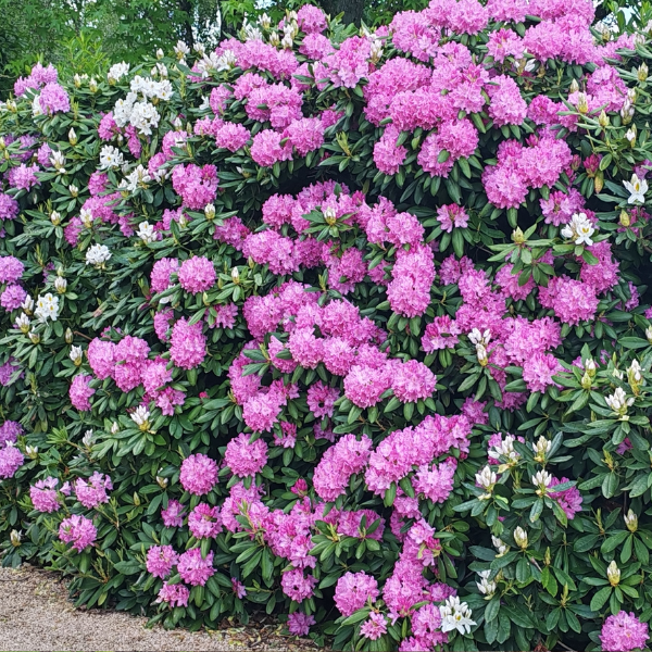 Rhododendron Eucharistis - Image 1