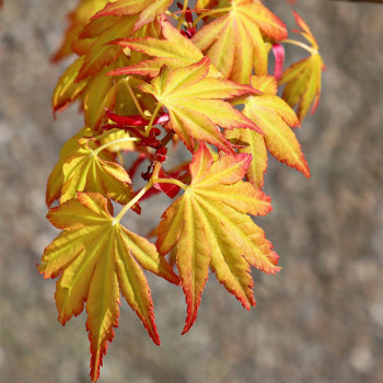 Erable du Japon - Acer palmatum Orange Dream