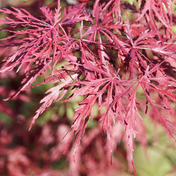 Erable du Japon - Acer palmatum Dissectum Garnet