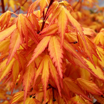 Miniature slider - Erable du Japon - Acer palmatum Katsura