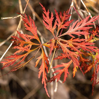 Erable du Japon - Acer palmatum Dissectum Orangeola