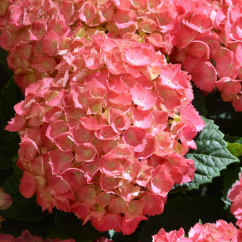 Hortensia Leuchtfeuer