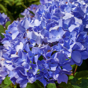 Hortensia Renate Steiniger