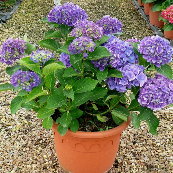 Hortensia Renate Steiniger