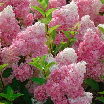 Hortensia Vanille-Fraise®