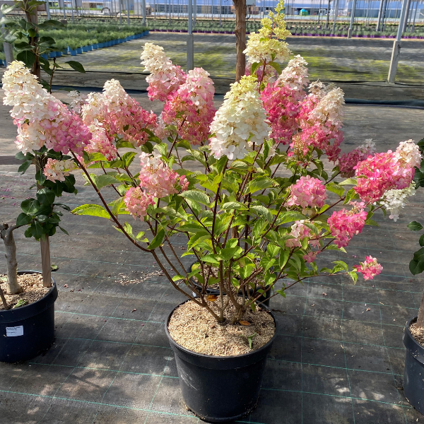 Hortensia Sundae Fraise