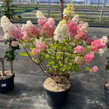 Hortensia Sundae Fraise - Image 2