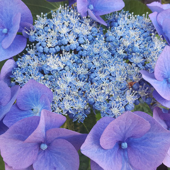 Hortensia serrata Blue Bird