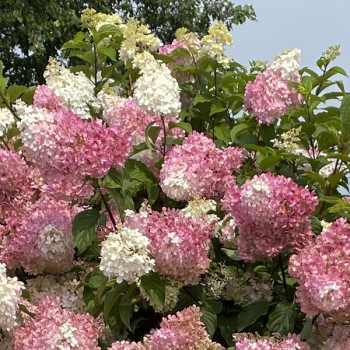 Hortensia Sundae Fraise - Image 1