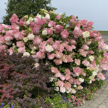 Hortensia Sundae Fraise