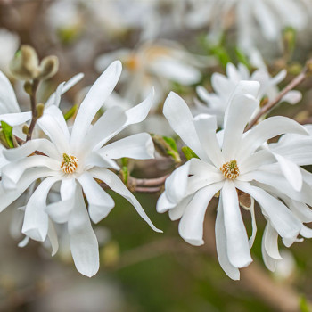 Miniature slider - Magnolia Stellata 40/60 Pot 5L