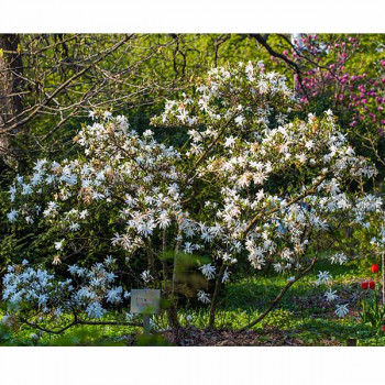 Magnolia Stellata 40/60 Pot 5L - Image 2