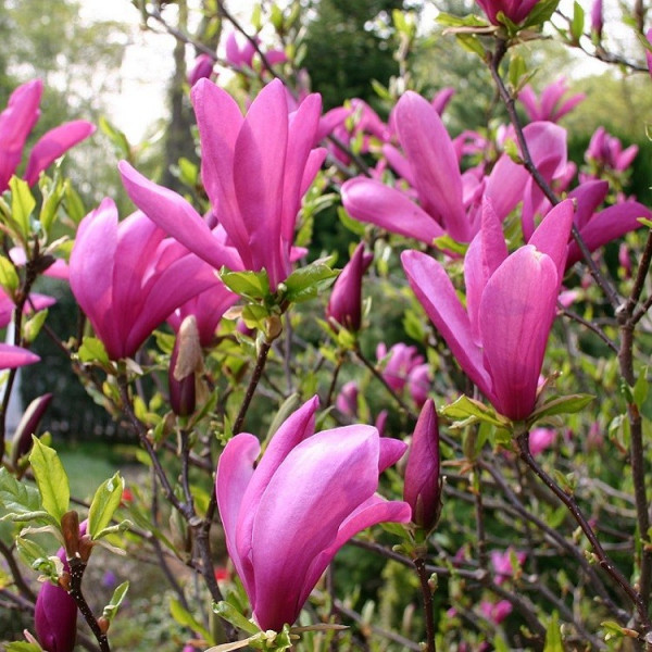 Magnolia Susan 40/60 Pot 5 L