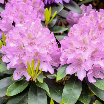 Rhododendron Eucharistis Pot 5L