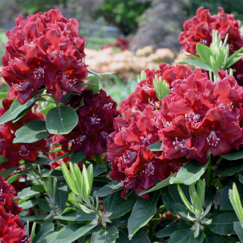 Rhododendron Lord Robert Pot 5 L