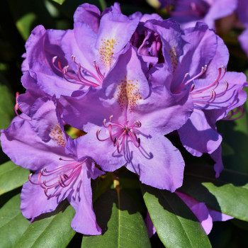 Rhododendrons