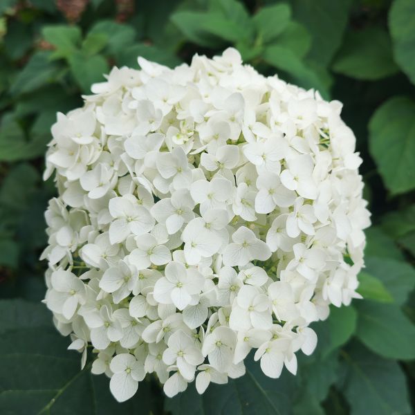 Hortensia Forever And Ever Blanc