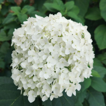Hortensia Forever And Ever Blanc