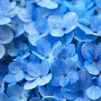 Hortensia Forever and Ever Bleu