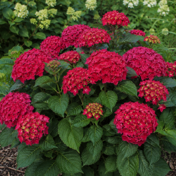Miniature #1 slider - Hortensia Forever And Ever Rouge